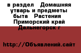  в раздел : Домашняя утварь и предметы быта » Растения . Приморский край,Дальнегорск г.